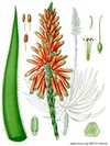 Aloevera