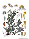 Roemischekamille